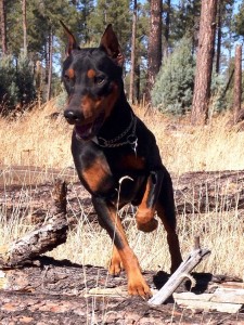 Running in Arizona forest