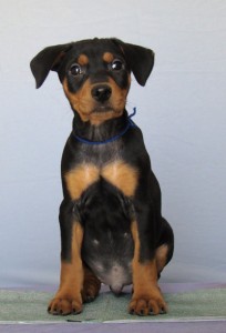  "Wolfgang" von Blitzen (8 weeks old) He's our Christmas baby! The next time you see him he will have his ears cropped.