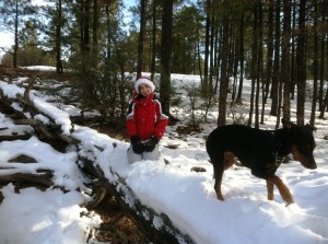 German Pinschers ain't afraid of no snow! 