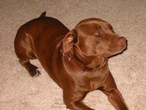 Red Nosed Pit Bull