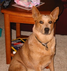 Sheila - Australian Cattle Dog - Smartest dog we've ever owned. R.I.P.