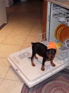 WvB dishwasher