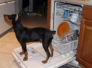 Wolfgang at 16 weeks; Same dishwasher - bigger dog.