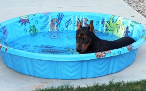 This is how a German Pinscher survives in the desert heat of Arizona. Wolfgang at 5 months of age and can't wait for his first AKC show.