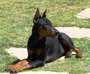 Wolfgang soaking up some summer sun (5 months old)