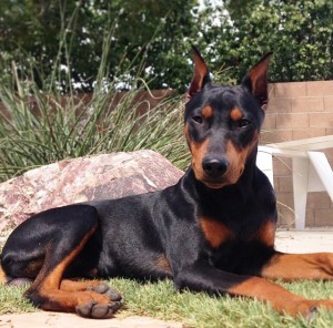 Wolfgang just chillin' in the back yard