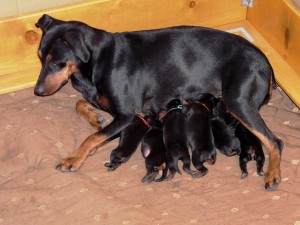 1 week old, check out that "puppy belly" on second from left