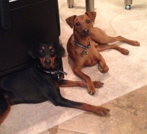 Finnigan (Red) and Gunther (Black) with Natural Ears