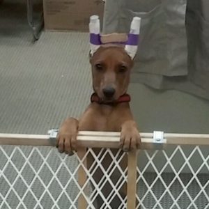 "Mom said I had to wear this stupid thing on my perfect head."