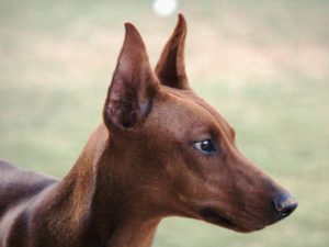 Willa - Except for the mud on her nose ; a darn near perfect German Pinscher